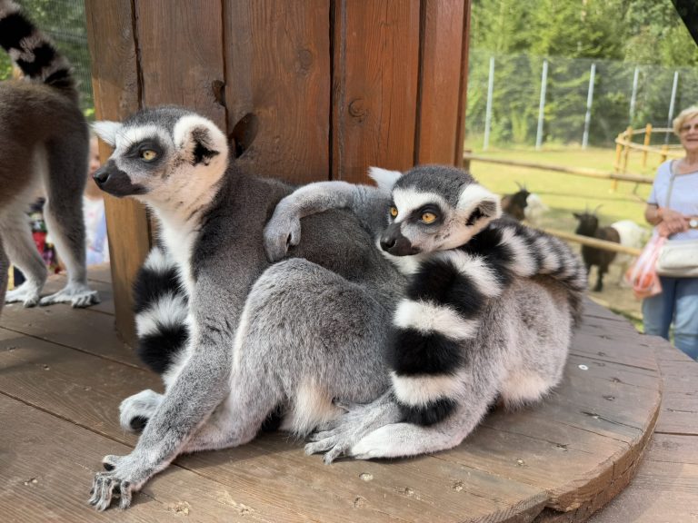 Lemuru parka apmeklējums