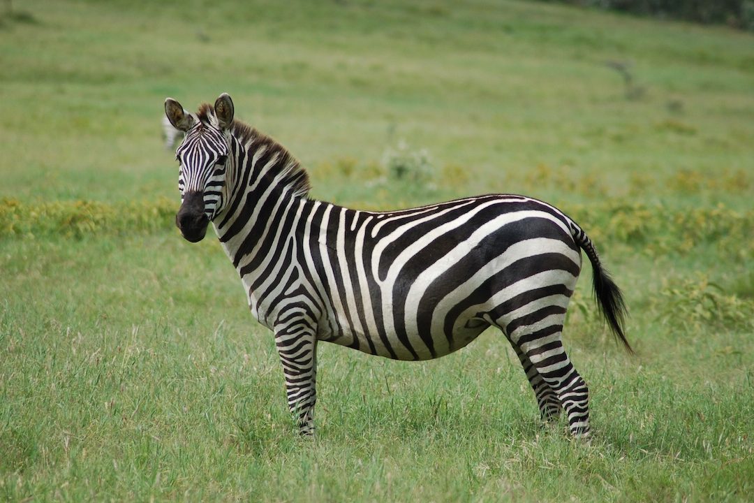 Zebra-Rakši