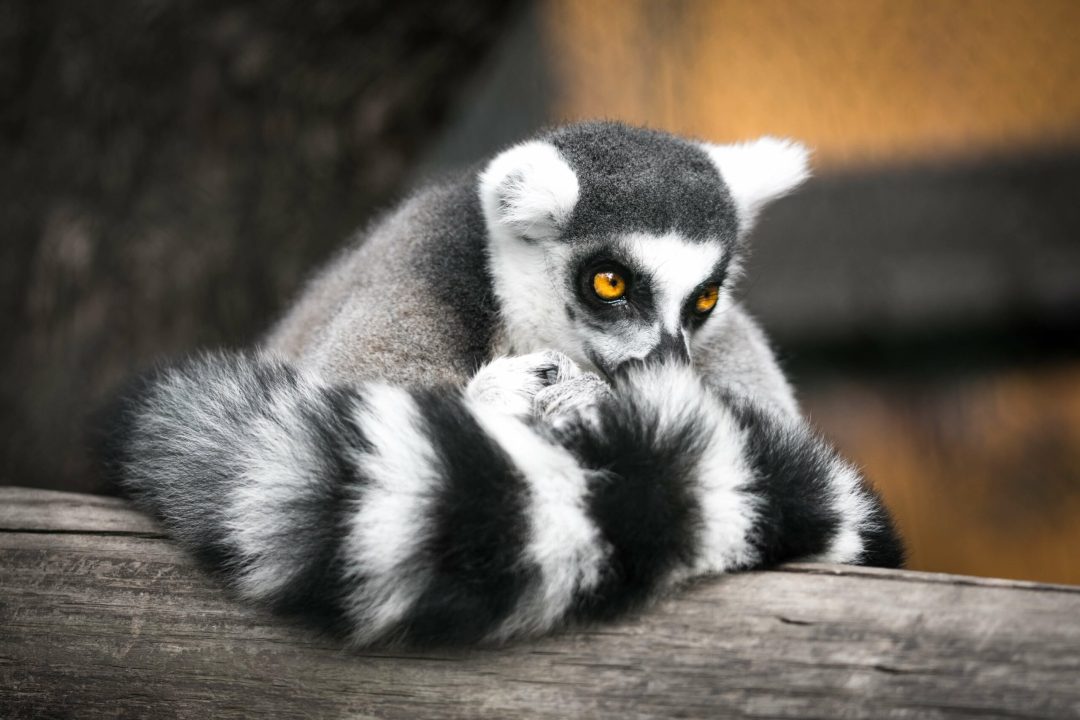 lemurs3